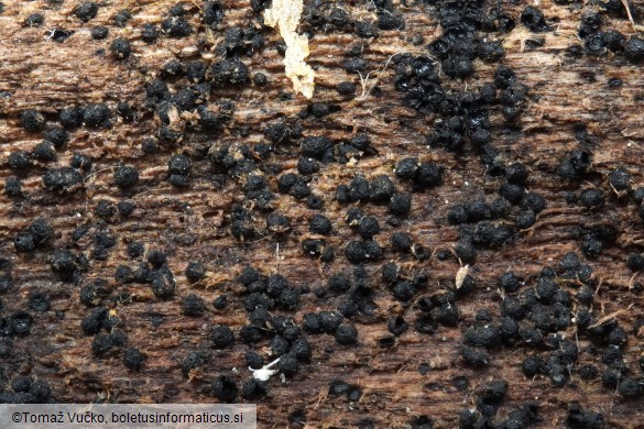 Chaetosphaeria ovoidea