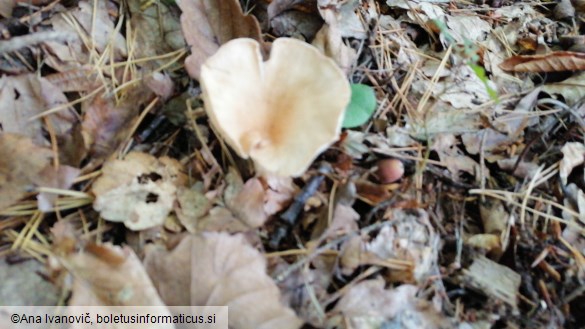 Clitocybe gibba