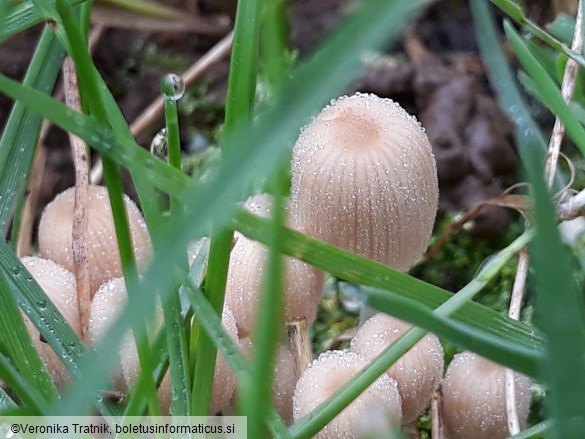 Coprinellus disseminatus