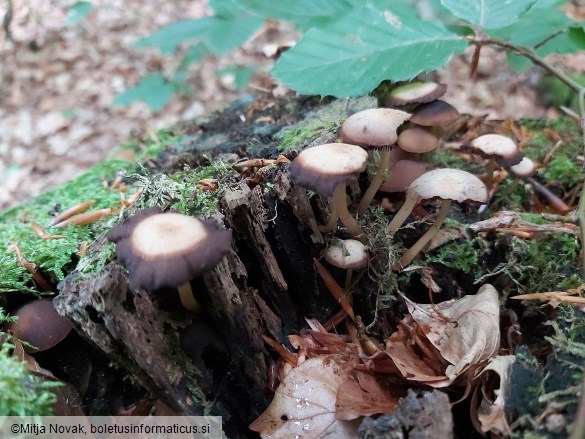 Psathyrella clivensis