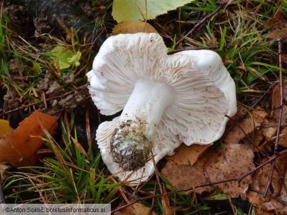 Tricholoma columbetta