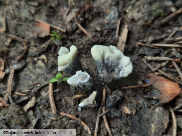 Thelephora atrocitrina