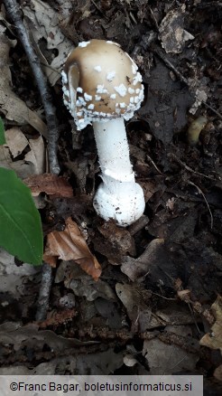 Amanita pantherina