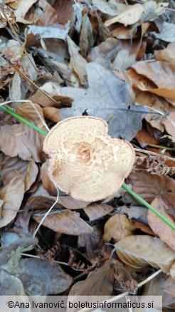 Laccaria proxima