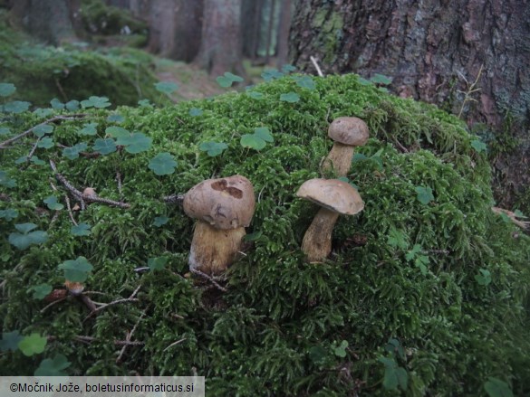 Tylopilus felleus