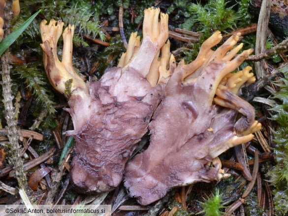 Ramaria testaceoflava