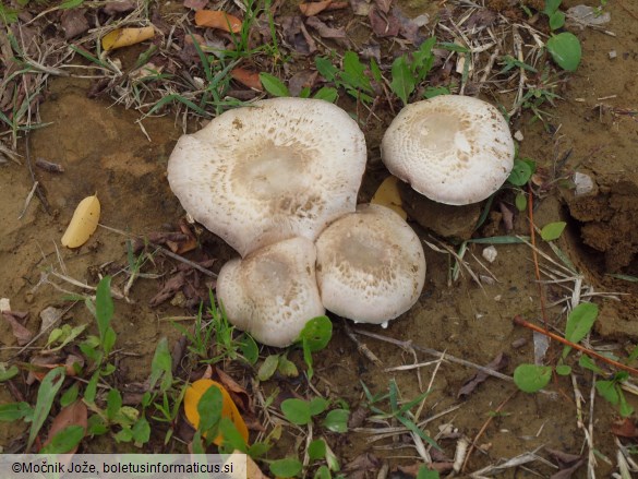 Agaricus bresadolanus