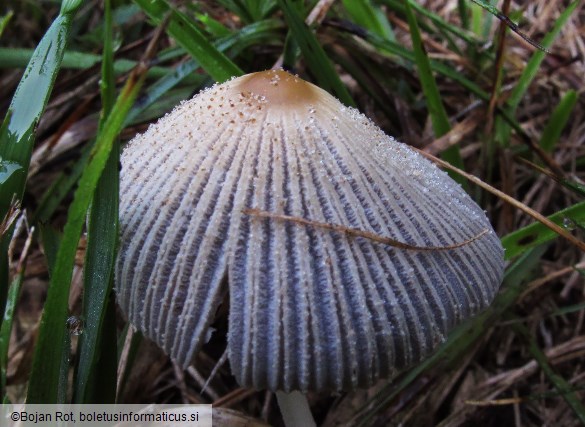 Coprinellus xanthothrix