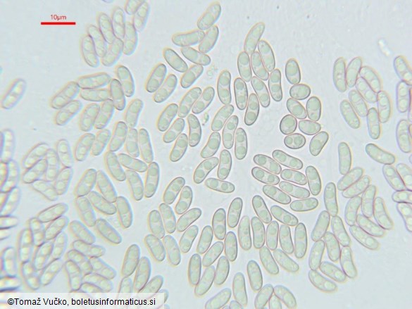 Tympanopsis confertula
