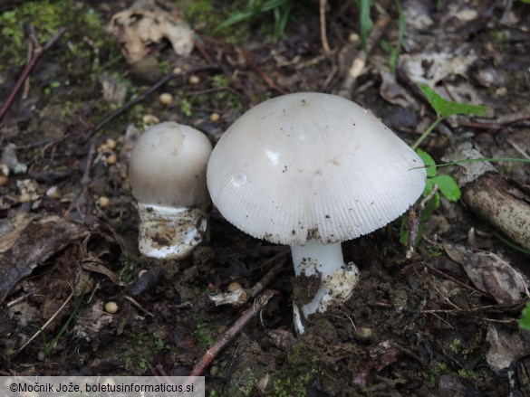 Amanita vaginata