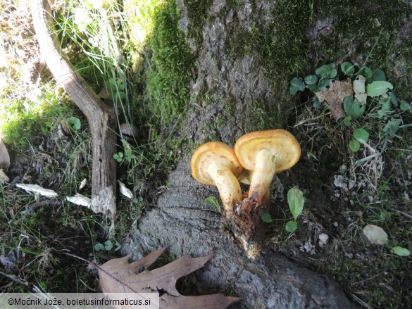 Gymnopilus suberis