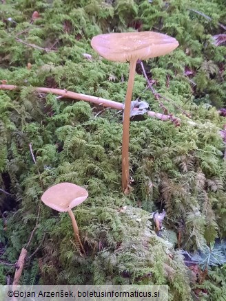 Hymenopellis radicata