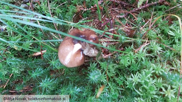 Hygrophorus olivaceoalbus