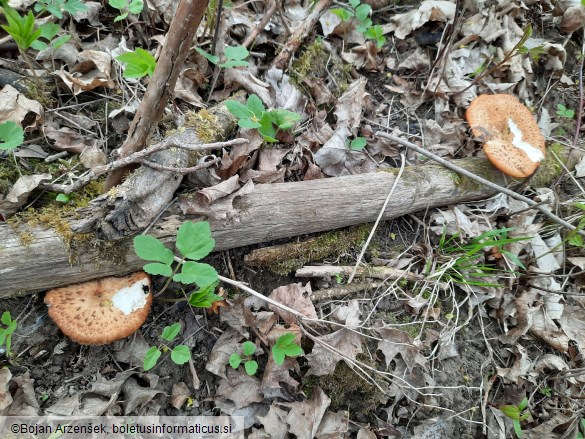 Polyporus tuberaster