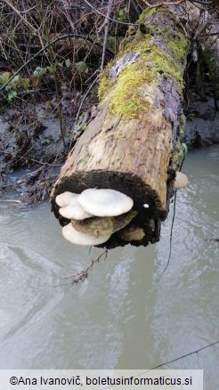 Trametes hirsuta