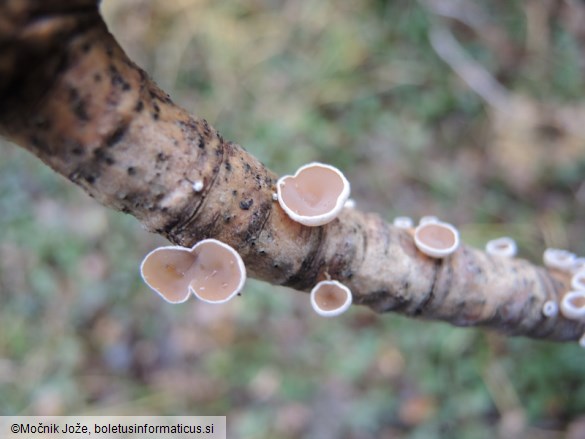 Schizophyllum amplum