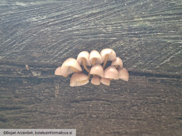 Mycena renati