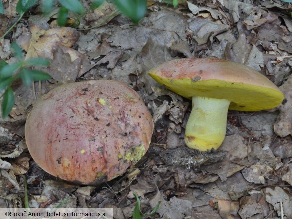 Butyriboletus regius