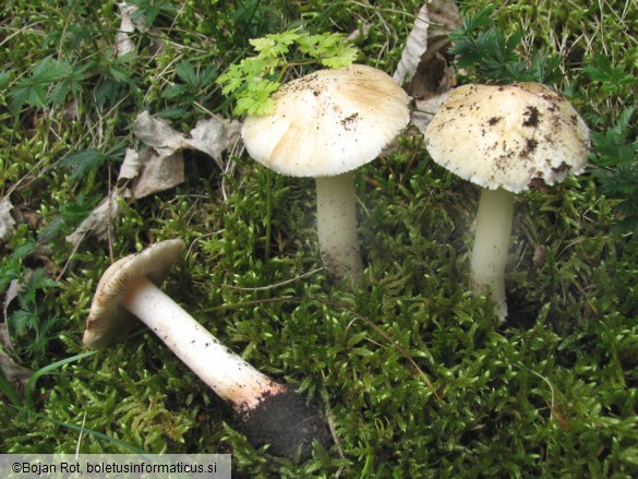 Inocybe patouillardii