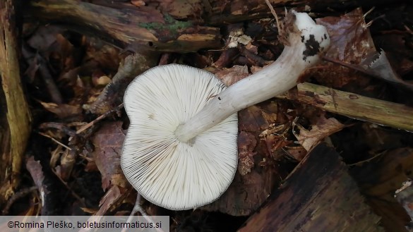 Pluteus atricapillus