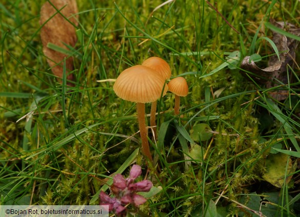Galerina clavata