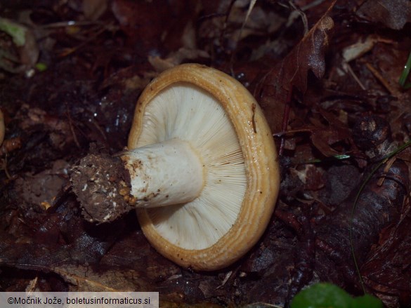 Lactarius zonarius