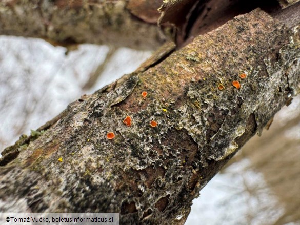 Orbilia carpoboloides