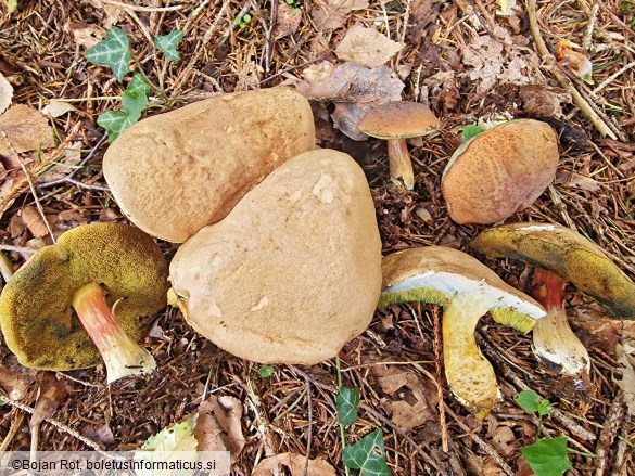 Hortiboletus bubalinus