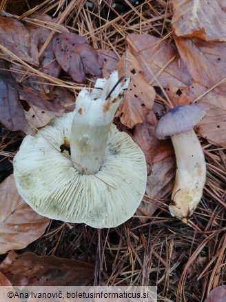 Tricholoma portentosum