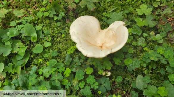 Aspropaxillus giganteus