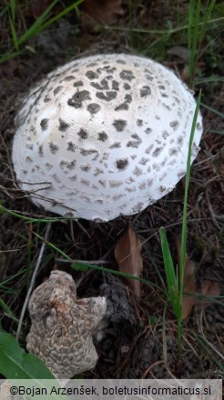 Amanita strobiliformis