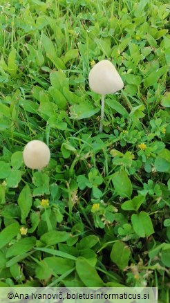 Conocybe lactea