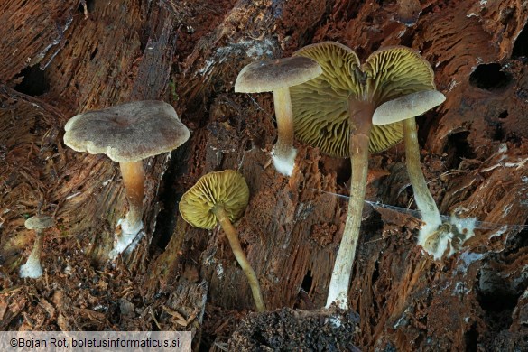 Callistosporium elaeodes