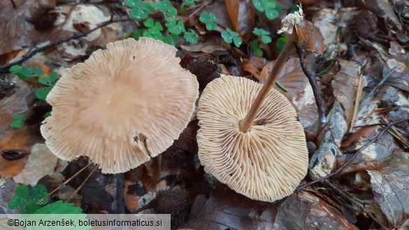 Gymnopus peronatus