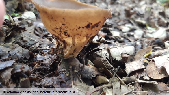 Helvella acetabulum