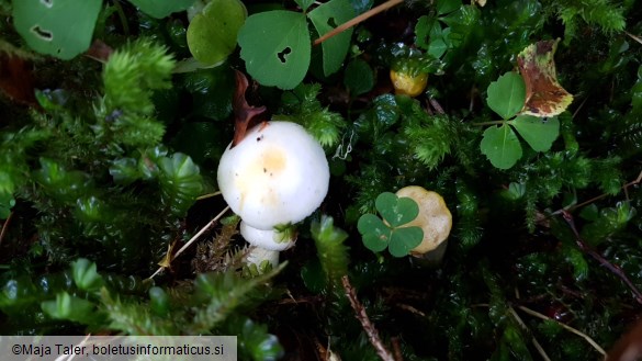 Hygrophorus chrysodon