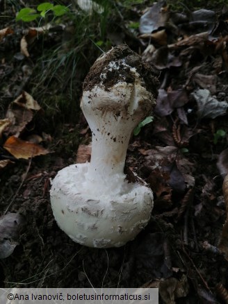 Amanita strobiliformis