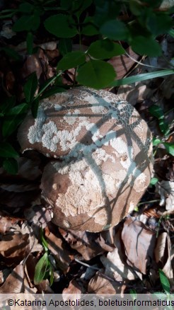 Boletus reticulatus