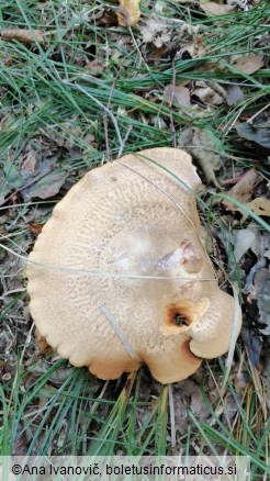 Paxillus involutus