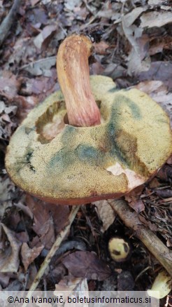 Boletus badius