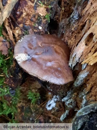 Pluteus atromarginatus