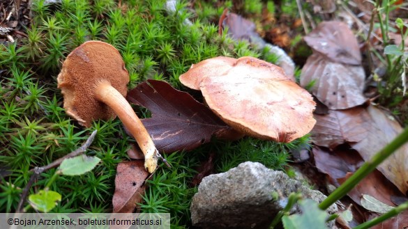 Chalciporus piperatus