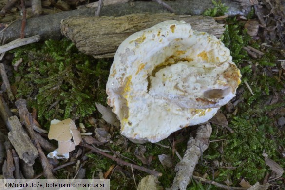 Hypomyces chrysospermus