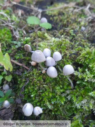 Coprinellus disseminatus