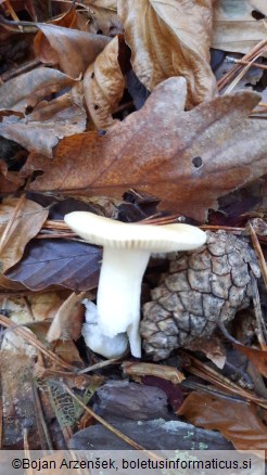 Russula fellea