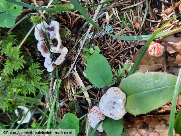 Hydnellum peckii