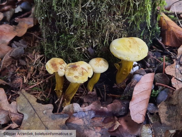 Tricholoma sulphureum