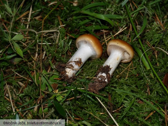 Cortinarius mucosus