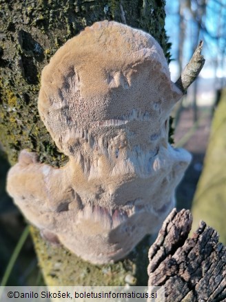 Phellinus pomaceus