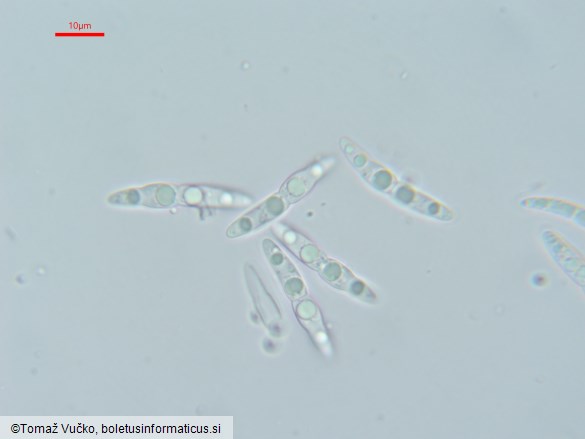 Setoseptoria arundinacea